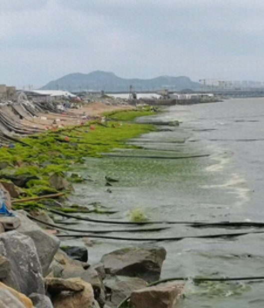 鼎盛证券 山东日照海边爆发浒苔，游客称有恶臭味，当地回应正组织打捞，专家解读影响和治理